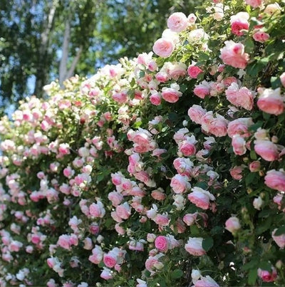 Climbing Vine Rose Flower Seeds – Unleash a Cascade of Color and Fragrance - 50% OFF