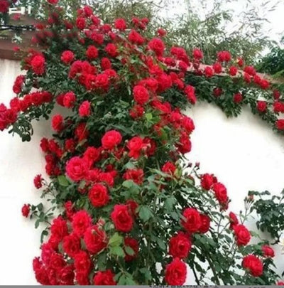 Climbing Vine Rose Flower Seeds – Unleash a Cascade of Color and Fragrance - 50% OFF